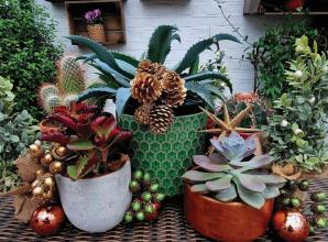 How to give your houseplants that yuletide look