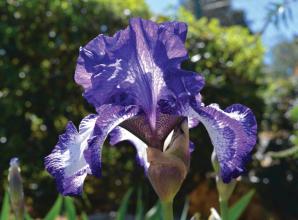 Learn how to grow showstopping irises