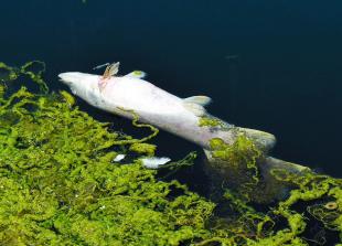环境署官员在约克溪发现了100多条死鱼