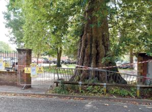 'Important' Marlow tree will not need to be felled after fire damage