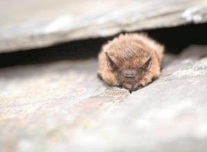 Bat walk in Burnham uncovers the real truth about one of Britain's best-loved mammals