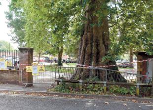'Important' Marlow tree will not need to be felled after fire damage